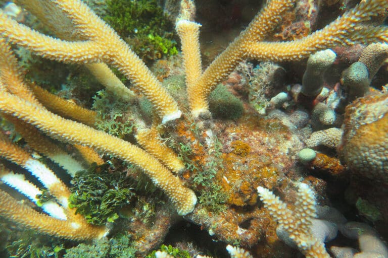 Scientists Warn of Yet Another Threat to Coral Reefs