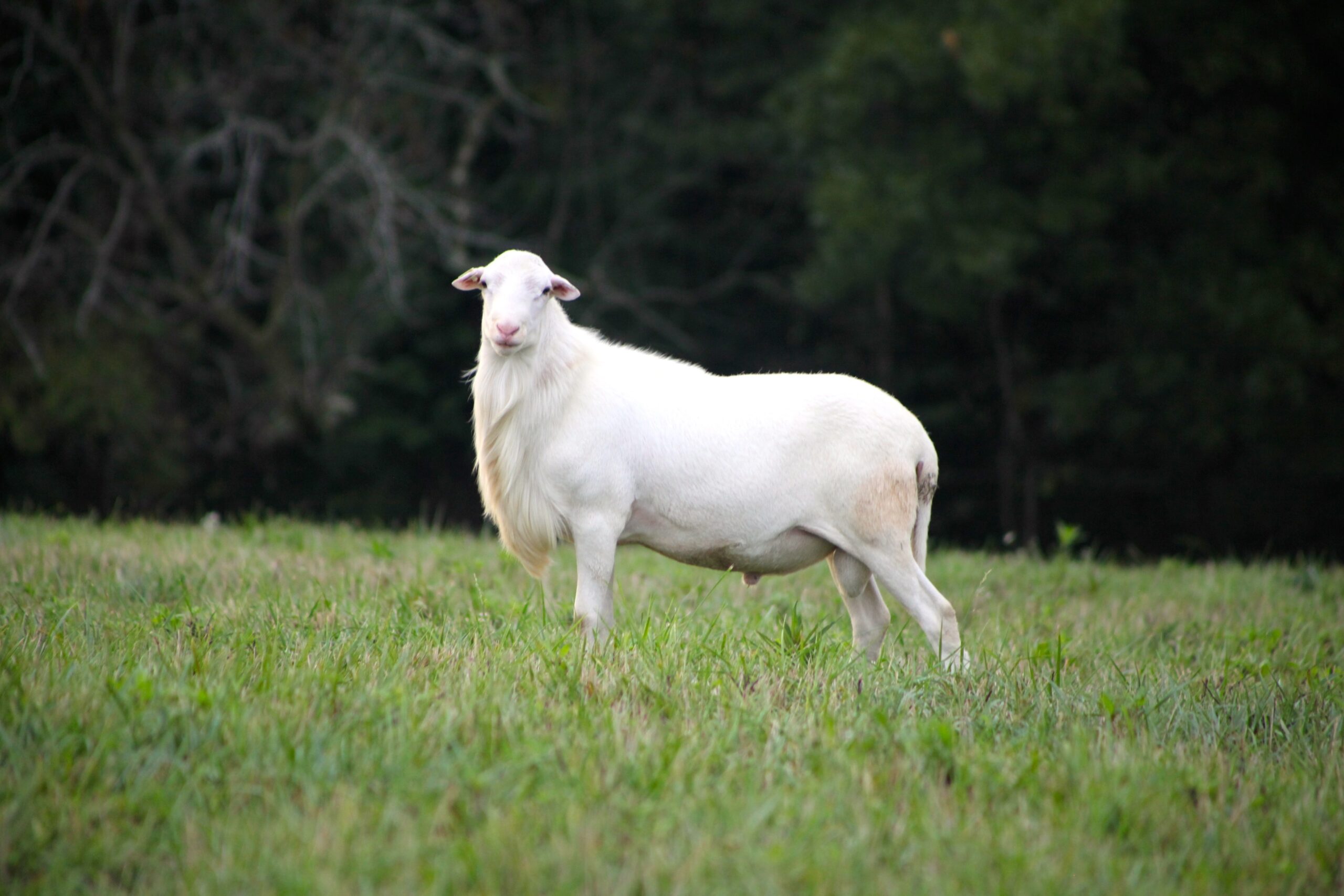 The St. Croix White Hair Sheep a special bred animal on the St. Croix known worldwide for its great resilience to climate change. In fact, the St. Croix White Hair Sheep and the Senepol cattle have been part of the Virgin Islands history since the 1800s. (Photo by Olasee Davis)