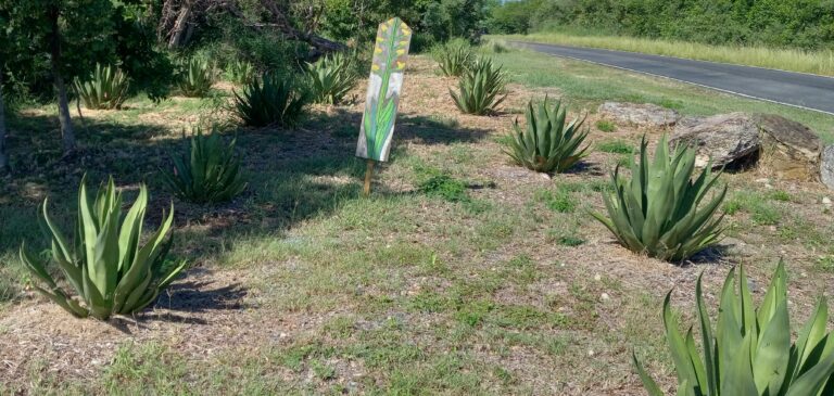Op-Ed: Endangered Agave Plants are Not the USVI’s Unofficial Christmas Trees