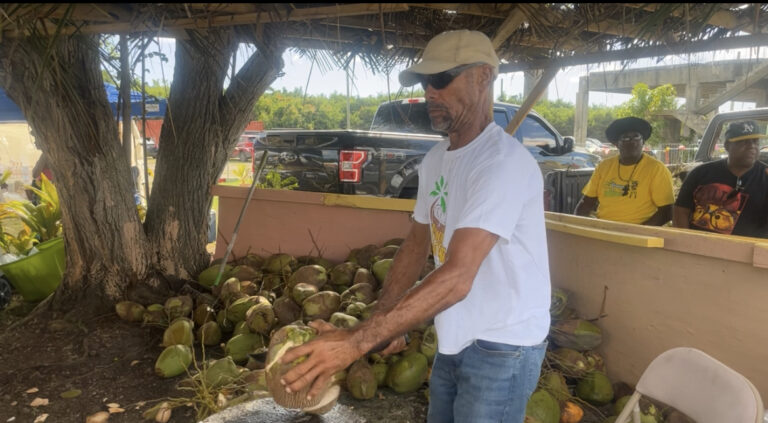 Photo Focus: The Crucian Coconut Festival a Refreshing Start to the Season