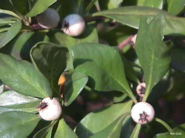 Whereas the fruit is a round berry about ¼ to ½ inch and at maturity turns white, containing several rounded seeds in blue or black pulp. (Photo by Olasee Davis)