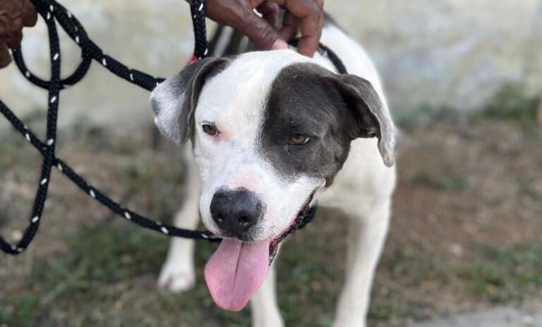 Adopt a Forever Pet
