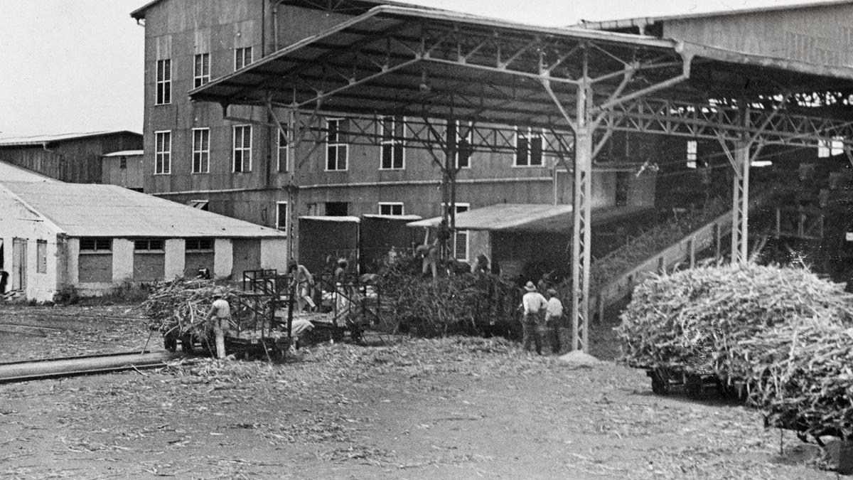 Men at modern Bethlehem Sugar Factory unloading cane as come in from the railway tracks. These men and their families live at Bethlehem Estate where they were taking care of by Jacob Lachmann. ( John Lee, The National Museum of Denmark)