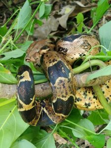 The red-tailed boa ( Boa constrictor) was brought into St. Croix illegally. It is against the law in the Virgin Islands to bring in exotic pets without getting permission from the proper authorities. The boa is becoming a nuisance to humans and wildlife on St. Croix. (Photo by Olasee Davis)