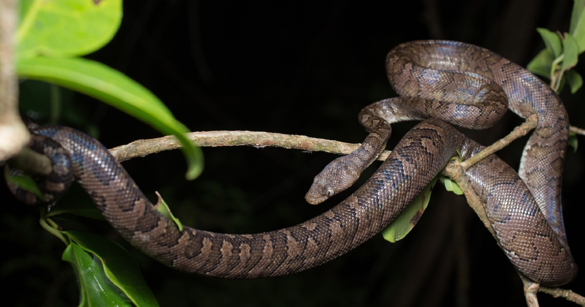 The VI tree boa’s scientific name has been changed from Epicrates monensis granti to Chilabothrus granti, which reflects the currently accepted taxonomy. (Photo by U.S. Fish and Wildlife)