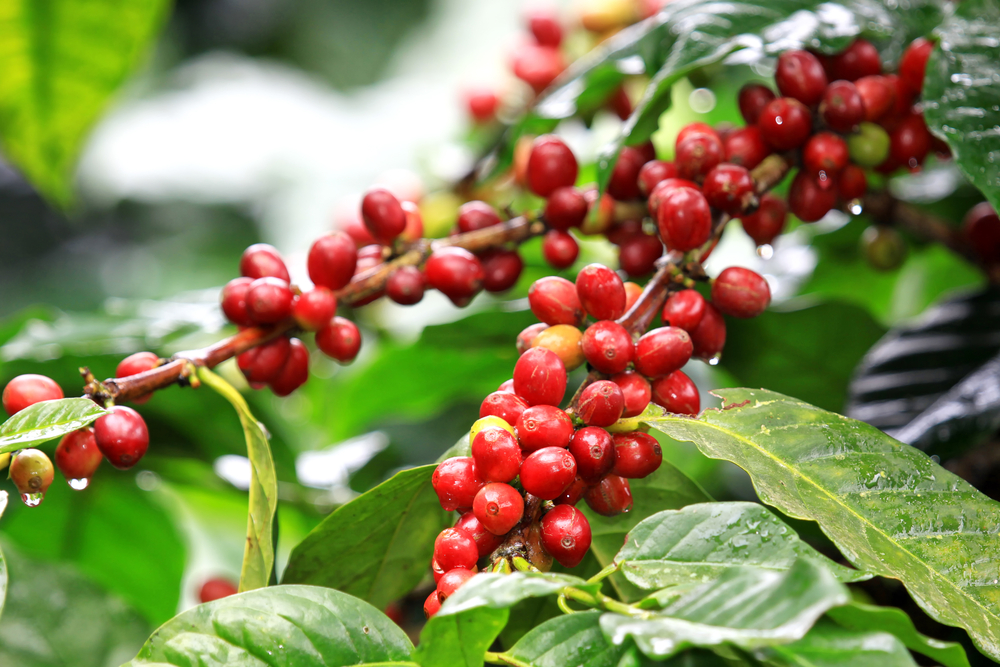 Coffea arabica is the true coffee a species of flowering plants of the Rubiaceae family. On Mount Eagle , the highest peak on St. Croix, there are wild varieties of Coffea arabica growing wild along the mountain trail. (Shutterstock image)