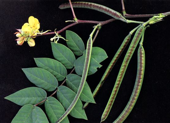 Cassia accidentalis is a bushy herbaceous shrub plant with compound leaves that divided into narrow sharp-pointed leaflets in three or six pairs. (Photo courtesy Olasee Davis)