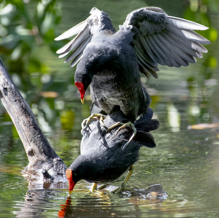 Getting Intimate with Gallinules