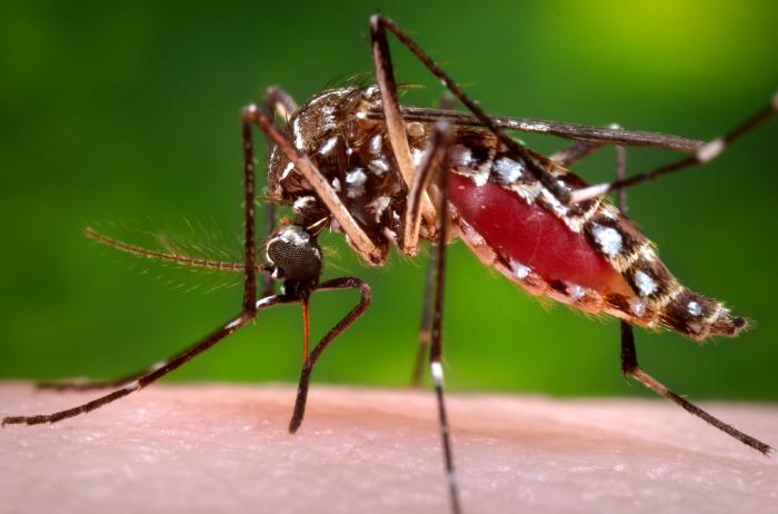 V.I. Dodging Dengue Epidemic, So Far