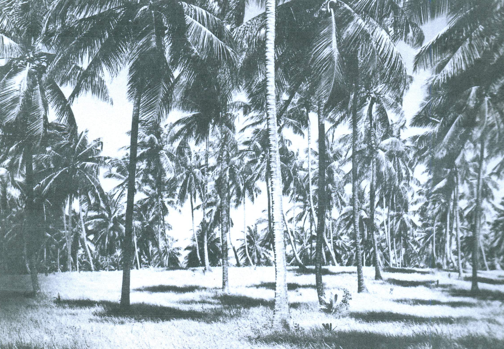 This is how I remember Magens Bay Beach as a boy climbing the coconut trees. These tall coconut trees are no longer there. Most of them were destroyed by hurricanes in the last 30 years. This photo was taken in 1965 by the USDA Soil Conservation Service.
