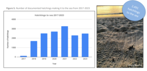 Graphic shows number of documented hatchlings making it to sea from 2017-2023 on St. John. 2,941 hatchlings successfully made it to sea for the 2023-2024 season. (Photo and graph courtesy Friends of Virgin Islands National Park 2023 season report)