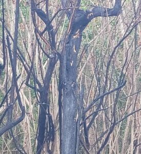 Thanks to the quick action of bystanders, a car fire in January at Magens Bay Beach was contained to a few trees and surrounding bush. (Source file photo)