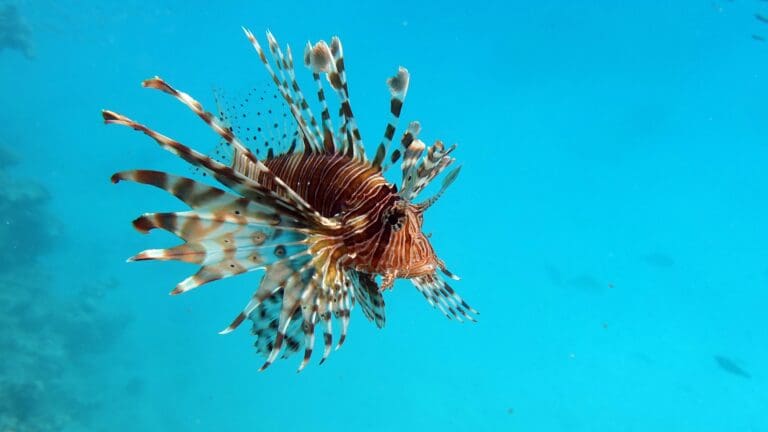 First of Its Kind Lionfish Derby Kicks off on St. Thomas and St. John in August