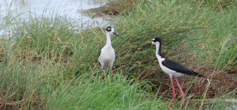 Environmental Restoration Project Underway Across Virgin Islands Wetlands