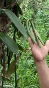This is a vanilla bean pods at the Spice Farm & Botanical Gardens. “Some of the spices included tellicherry black pepper, cardamon, allspice, vanilla, turmeric, cinnamon, cloves, and nutmeg.” (Photo by Mary Robuck)