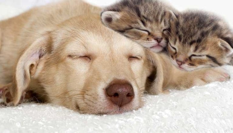 Lack of Funding Forces St. Croix Animal Welfare Center to Cut Services