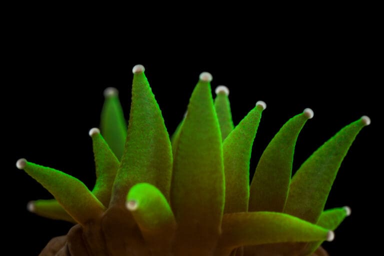 A photo of a "Jester's Hat" by Dan Mele.
