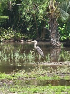 A heron enjoys the quiet of the flooded park. (Submitted photo)