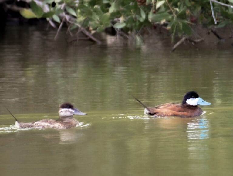 It’s a Good Time to Count Birds