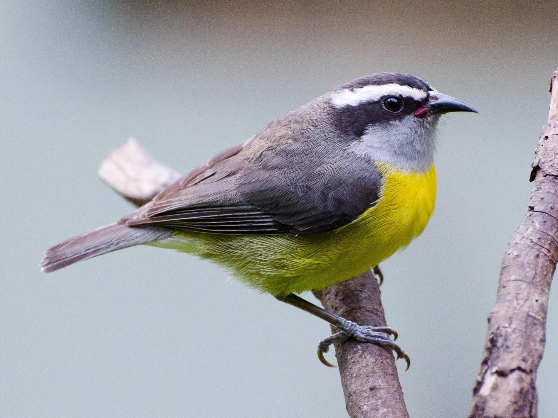 Culturally, the Yellow Breast have been identified with the making of sugar in the Virgin Islands. (Photo by Olasee Davis)