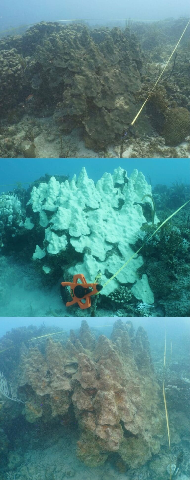 2024 Brutalized Coral, 2025 May Be Worse