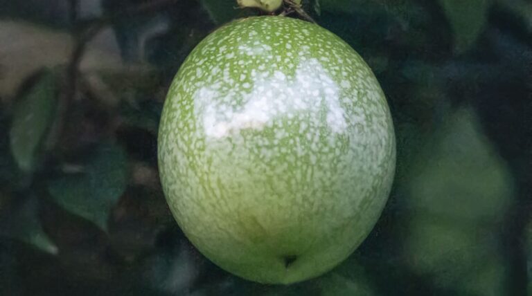 Holiday Gifts From All the Rain: Fruits, Flowers and Fungus