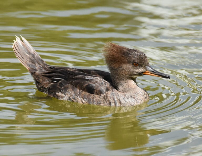 Rare Ducks Were VIPs in the St. John Christmas Bird Count