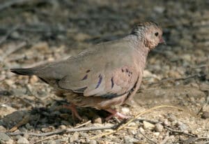 It was through the ground dove that revered naturalist George A. Seaman became acquainted with nature as a young boy. (Photo by Olasee Davis)