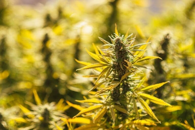 Green Light for Growers: Cultivation and Micro-Cultivation Applications Open March 31