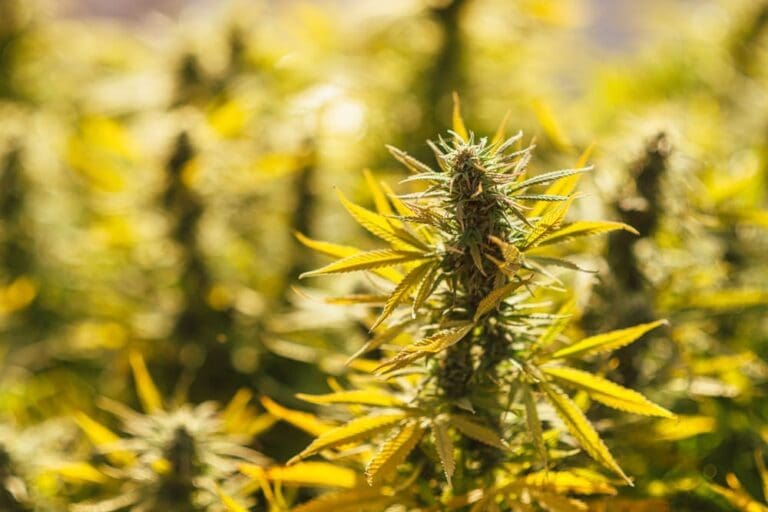 Cannabis Advisory Board Approves Lab Testing Standards as Local Industry Nears Launch