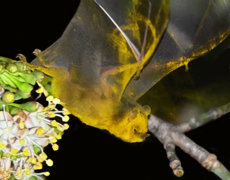 Amazing to Witness the Pollination of a Kapok Tree