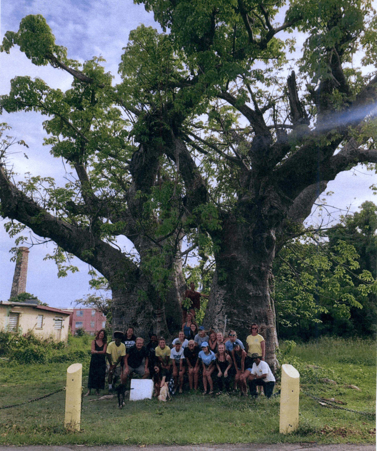 Students from Winona State University in Minnesota came to Grove Place on St. Croix to learn the natural, cultural and historical events surrounding one of the largest baobab trees in the Caribbean region. (Photo by Winona State University)