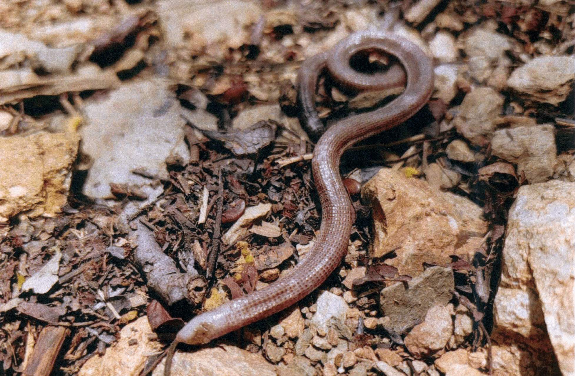 Brigitte Berry took this photo of a native reptile most people in the Virgin Islands never encounter or have heard of. It is a legless lizard, spotted on St. John. (Photo by Brigitte Berry) 