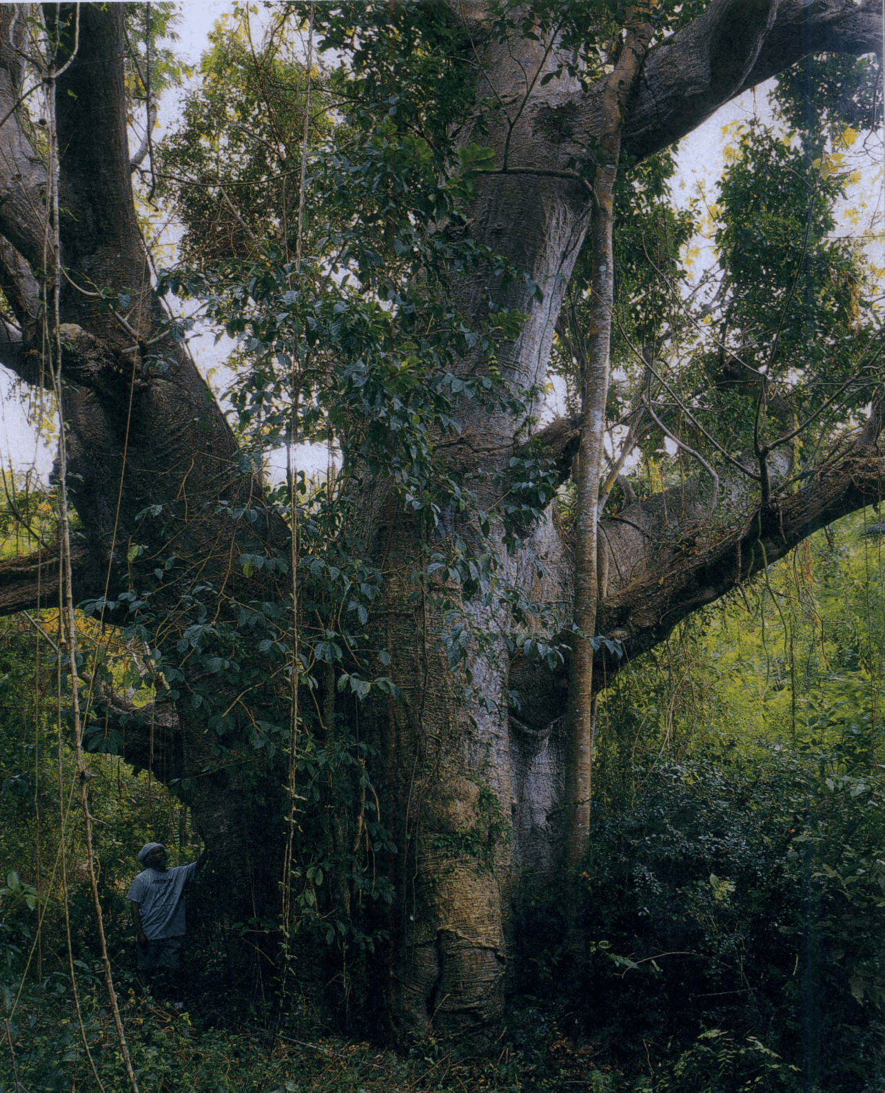 The huge baobab tree in the Butler Bay Estate streambed (gut) died in 2019, two years after Hurricane Maria. Olasee Davis is pictured next to this beautiful specimen in 2004. (Photo by Thomas Pakenham)