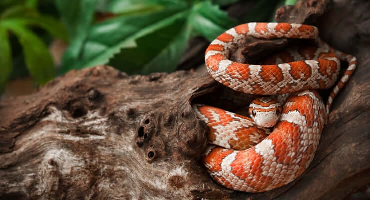Another snake you should know is the Corn snake ( Pantherophis guttatus). They are not native to the Virgin Islands, but they have been introduced to the Caribbean including the Virgin Islands Islands. (Photo by Luke Tansley)