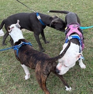 Puppies Help Recruit Volunteers