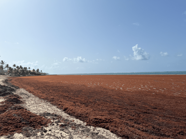 Sargassum Levels Stay High in Caribbean as Growth Slows in Some Regions