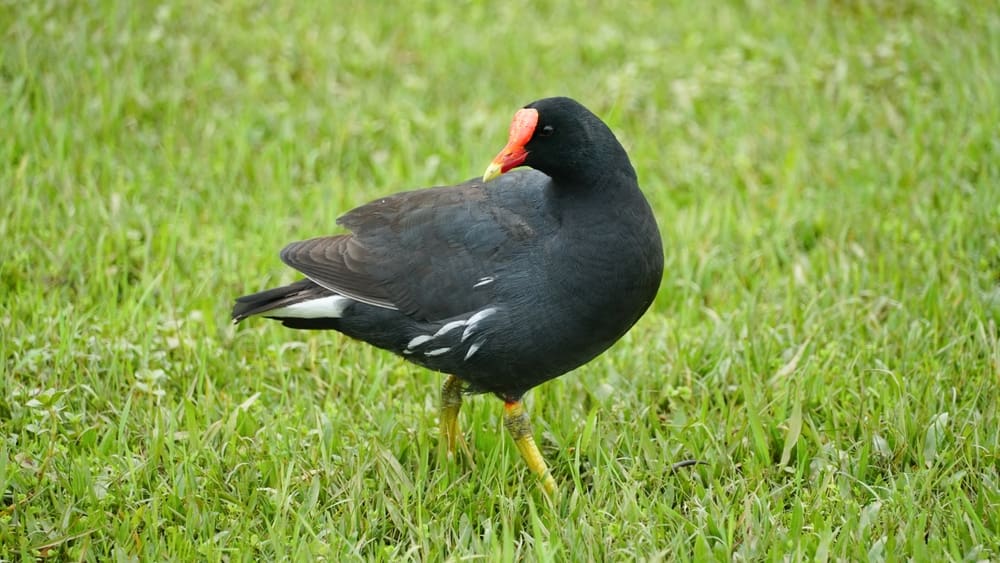 Members of the St. Croix Hiking Association recently spotted a subspecies of the Common Moorhen like the one pictured here in a pond along the Estate Adventure Nature Trail. (Shutterstock image)