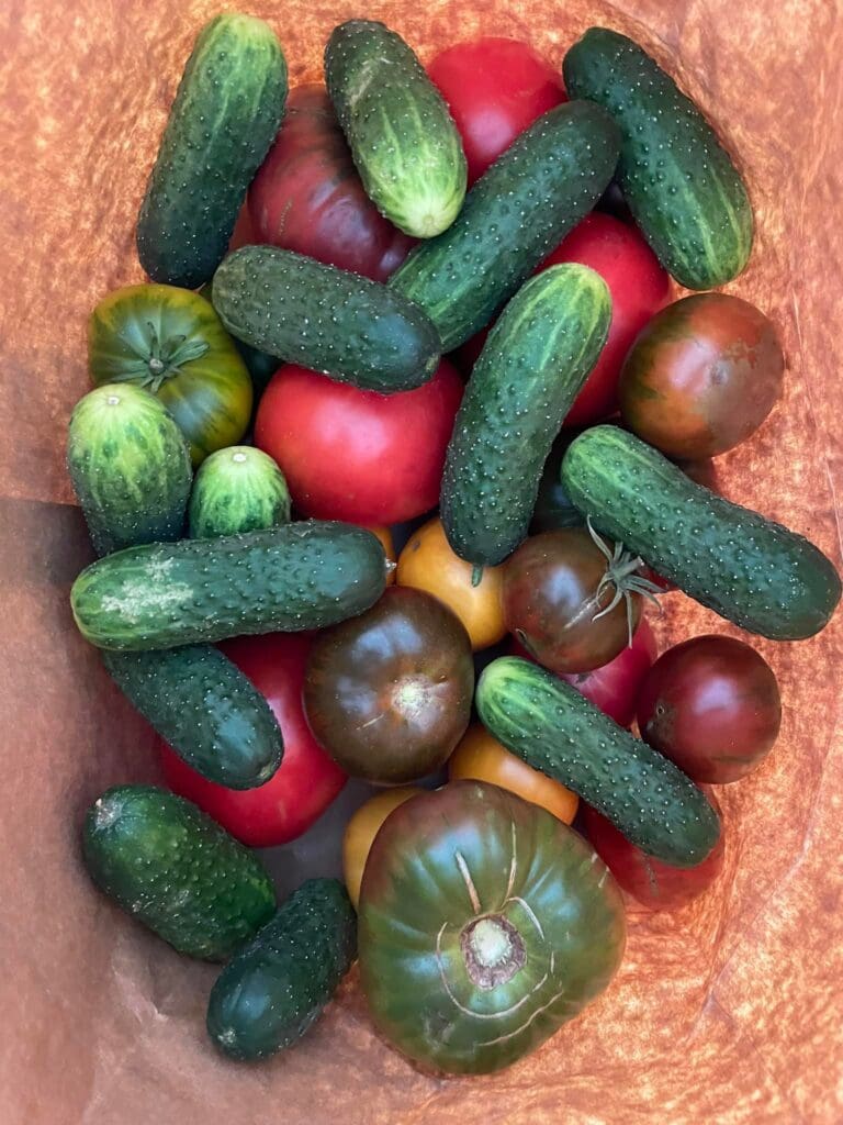 Virgin Islands Good Food Launches “Of Seed and Soil,” A Podcast Celebrating Food, Culture, Resilience