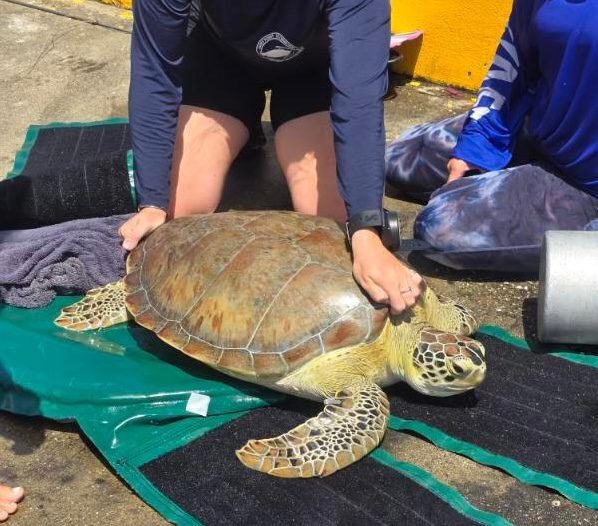 The STAR team assesses the turtle’s condition after carefully removing the spear. This was done to determine the extent of its injuries and get the turtle ready for release. (Photo courtesy STAR)