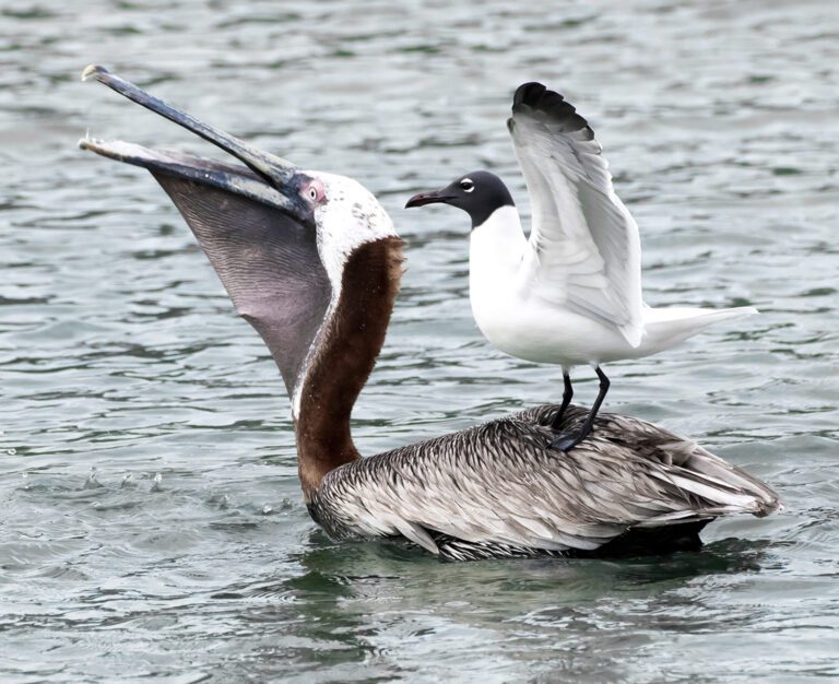 Laughing Gulls Try To Steal Fish From Brown Pelicans