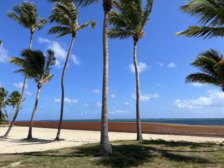 Sargassum Levels Decrease, But Inundation Threat Lingers Across USVI