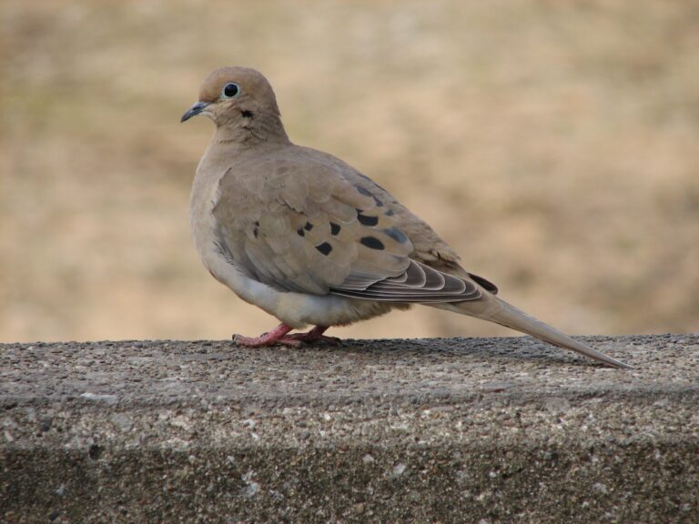 Op-Ed: Recognizing Black Contributions to Ornithology in the Virgin Islands