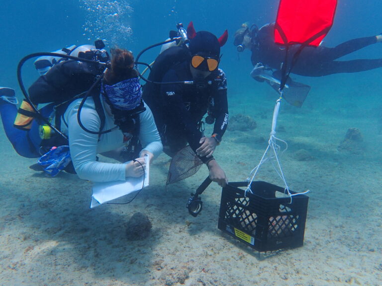 New Diver Training Aims to Build ‘First Responders’ for Coral Reefs
