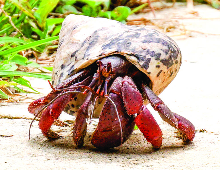 Why Don’t Hermit Crabs Make Their Own Shells?