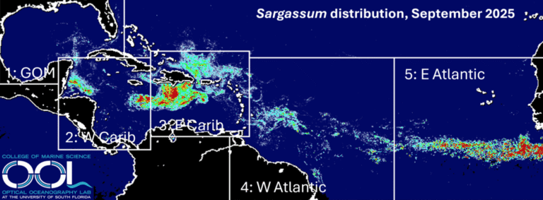 Sargassum Amount Eases; Inundations Still Possible Across USVI, Puerto Rico