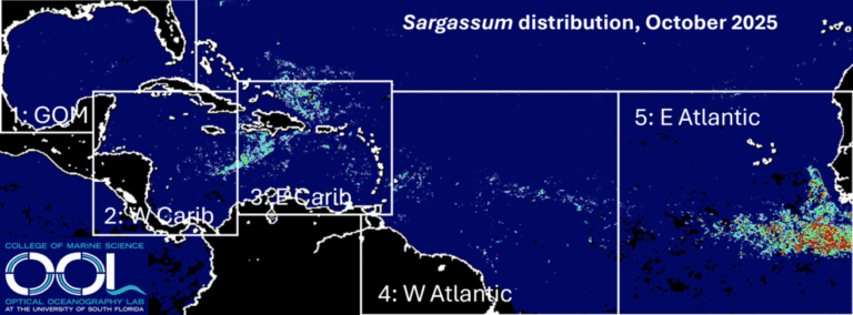 Sargassum Season Ends Across Eastern Caribbean, Large Inundations Unlikely Until Spring 2026