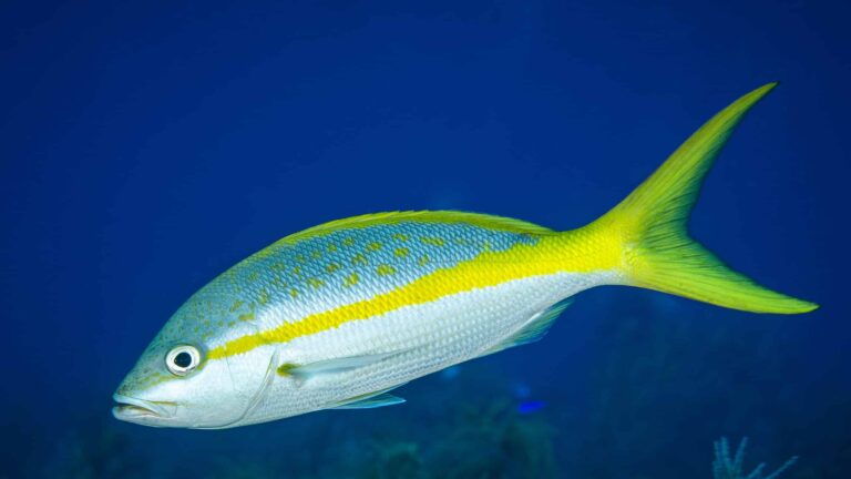 New Rules to Protect Yellowtail