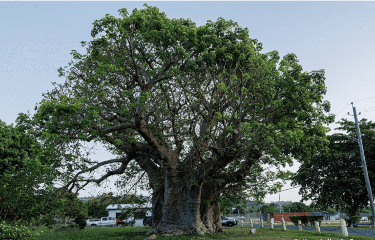 Trees with Stories to Tell: Black Heritage Tree Project Celebrates St. Croix’s Culturally Significant Trees