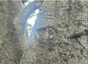 The Grove Place Baobab has borne witness to over three centuries of St. Croix history and is likely to continue to do so for generations to come (Photo by Josh Canning)